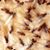 Pride Termite Control's profile image