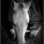 Allison Laferty's profile image