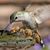 Dayle Spadaccini's profile image