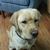 Pamela Snyder Bowerman's profile image