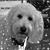 Susan K Chally's profile image