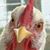 Dawn Vet's profile image
