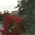 Renee Whiteman's profile image