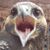Laura Steen Starego's profile image