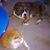 Karen Mast's profile image