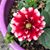 Marie Ocumpaugh's profile image