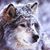 Duane Gunn's profile image