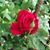 Marybeth Boger's profile image