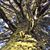 Sagrario Alvarez Murgo's profile image