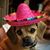 Sarah Swank's profile image