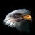 Francis Snow's profile image