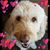 Karen Jans's profile image