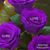 Yvonne Navarro's profile image