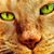 Ellen Weaver Migliaccio's profile image