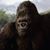 Hau Duong's profile image