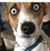 Kojak Segarra's profile image
