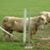 Sheila McKern's profile image