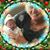 Darlene Wright Castle's profile image