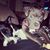 Susana Patricia's profile image