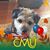 Karen Chapman Tarno's profile image