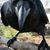 Mary Hornyak's profile image