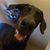 Tamara Clemons-Thornton's profile image