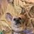 Donna Foynes Fagan's profile image