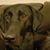 Deanna Whiting's profile image