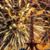 Syed Asghar Mehdi's profile image