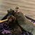 Sue Beeskau's profile image