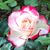 Janey Lien's profile image