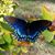 Pauline East Crutchfield's profile image