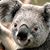 Rachael Hodgson's profile image