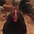 Leslie Quick LeCoq's profile image