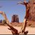 Camill Begay's profile image
