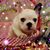 Sipn Jwah's profile image
