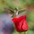 Felicita Funes's profile image