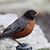 Patricia Stegman DePriest's profile image