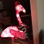 Phyllis Ehrlich's profile image