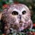 Anne Hargis Nau's profile image