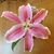 Diana Fedinec's profile image