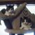 Sharon Chase Hurd's profile image