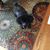 Vickie McDonough Orndorff's profile image