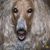 David A Esposito Sr's profile image