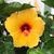 Julie Briggs Westhefer's profile image