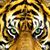 Melony Bosdell's profile image