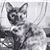 Kimberly Ervin Dillingham's profile image