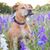 Corina Morrison's profile image