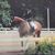 Mickey Schear Sonstegard's profile image