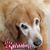 Lisa Lupinacci-Callaghan's profile image